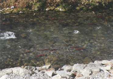 Hundreds of miles from the ocean, salmon have found their way