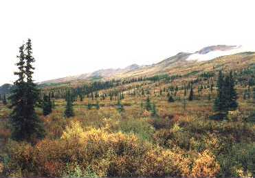 More fall colors in Denali National Park