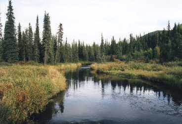 A polite stream in Denali National Park