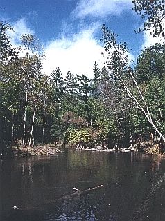 The Pere Marquette river filled with salmon and logs