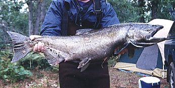 A beautiful Chinook King salmon